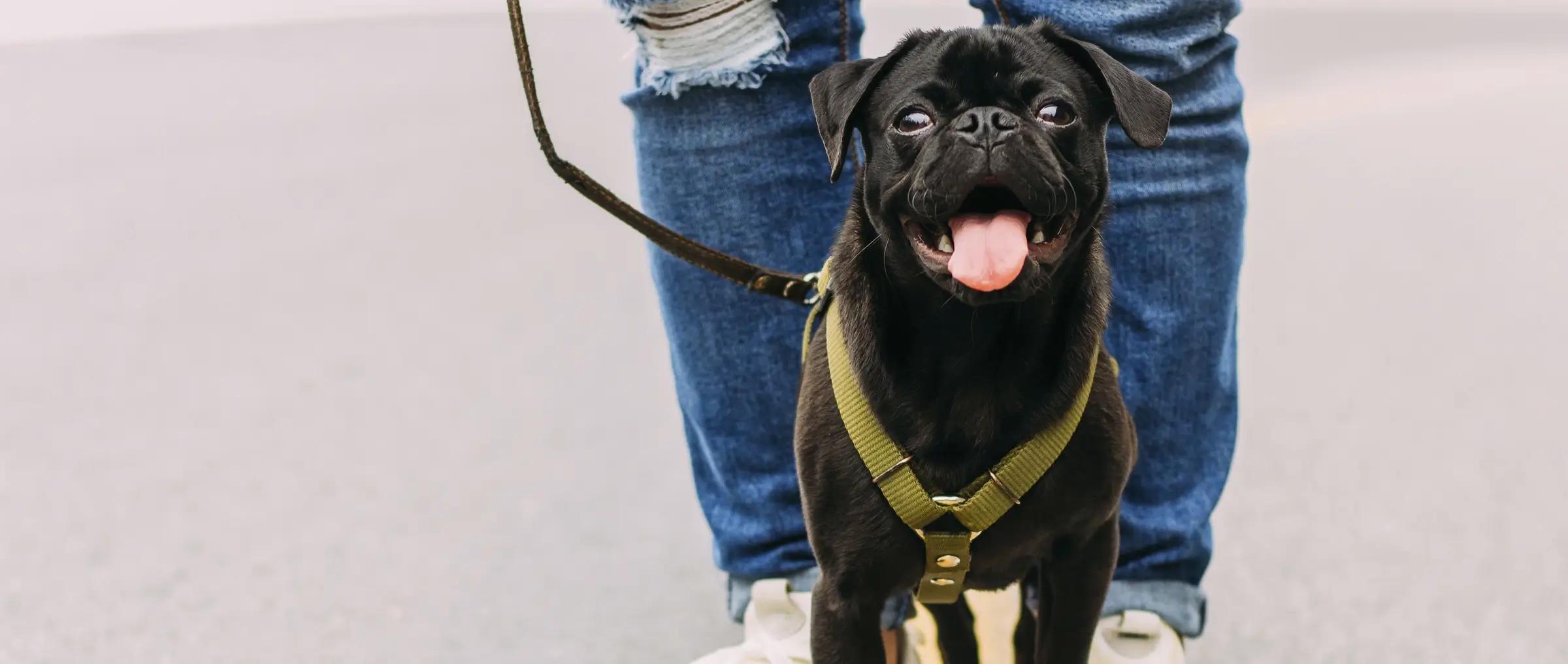 Rekruttering av hundepassere