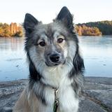 Bjarki avatar
