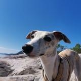 Mika avatar