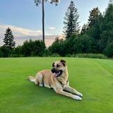 Nala avatar