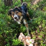 Kenai avatar