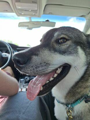 Fenris i bilen