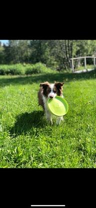 Vi elsker å kaste ball og frisbee!