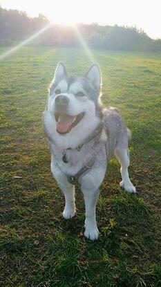 Kenani fra Åsen (malamute) som jeg passet på fullpensjon i litt over en uke