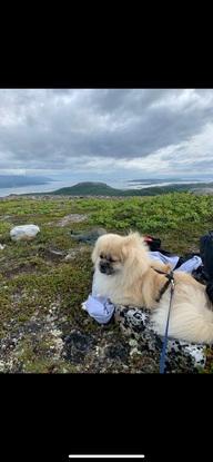 Lengste passet, 1 måned sommer på fjellet ⛰️