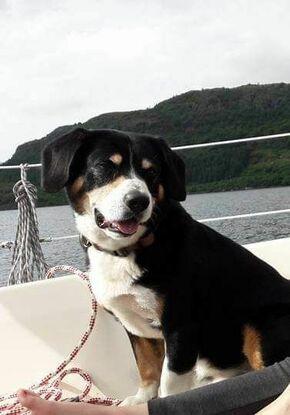 Min hund