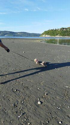 Fin langgrunn strand 5-minutter unna; perfekt for dukkert og løpe rundt!