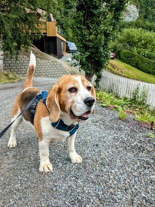 Alex, verdens største kose gris - 8 dager pass gjennom Gudog